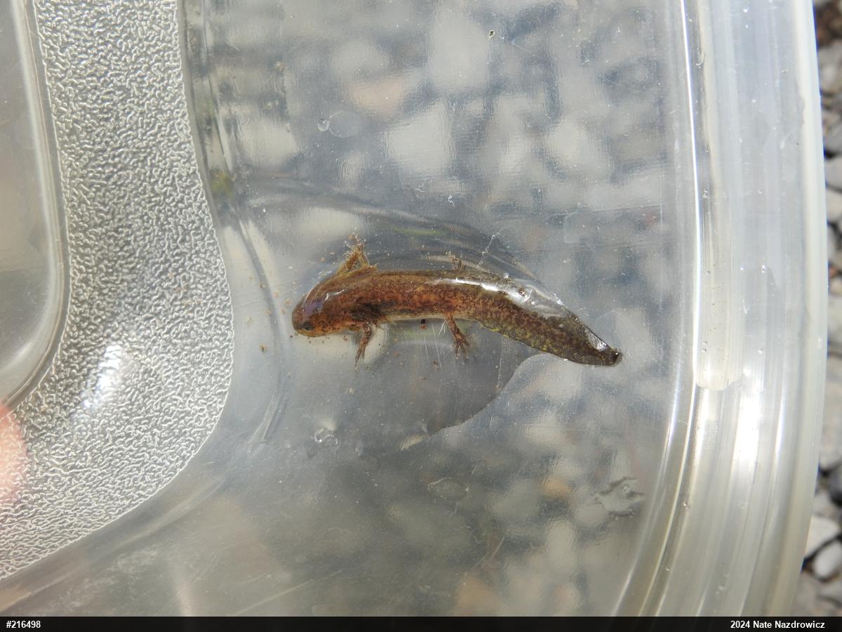 Spotted Salamander