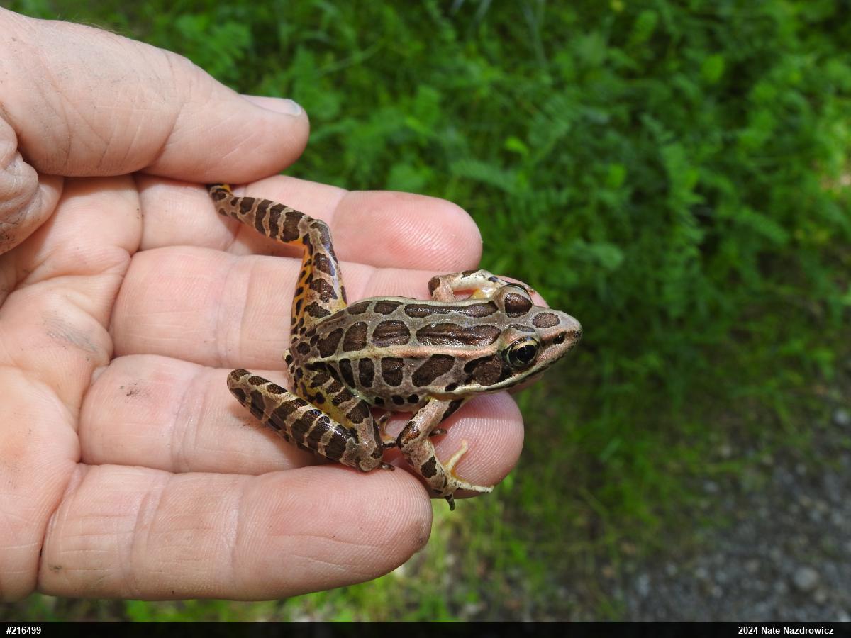 Pickerel Frog