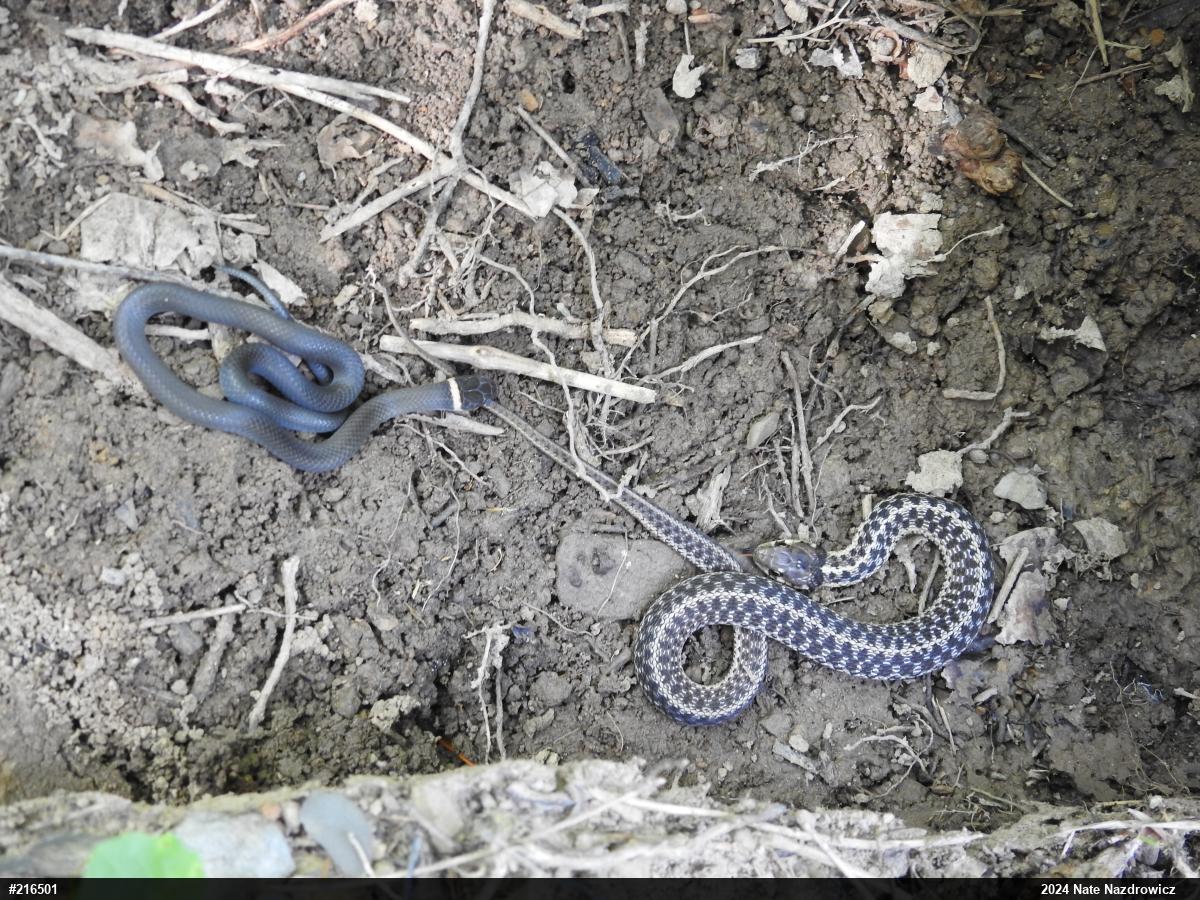 Eastern Gartersnake