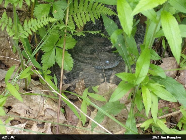 Timber Rattlesnake