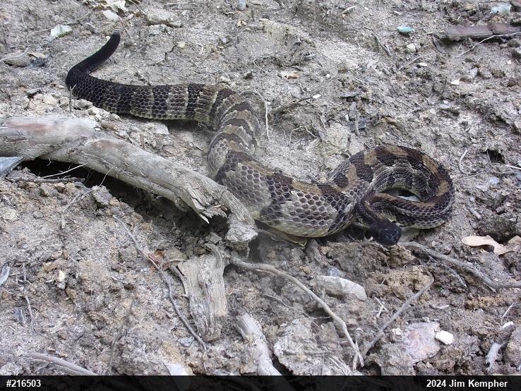 Timber Rattlesnake