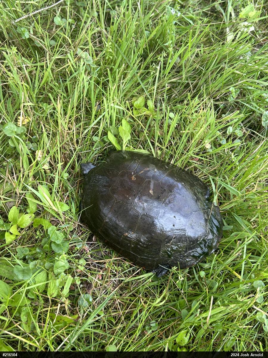 Midland Painted Turtle