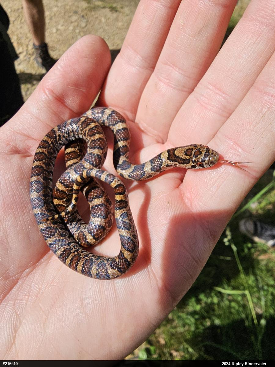 Eastern Milksnake