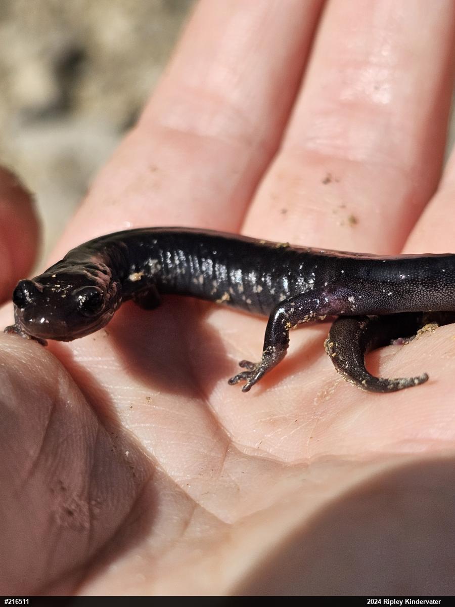 Wehrle's Salamander