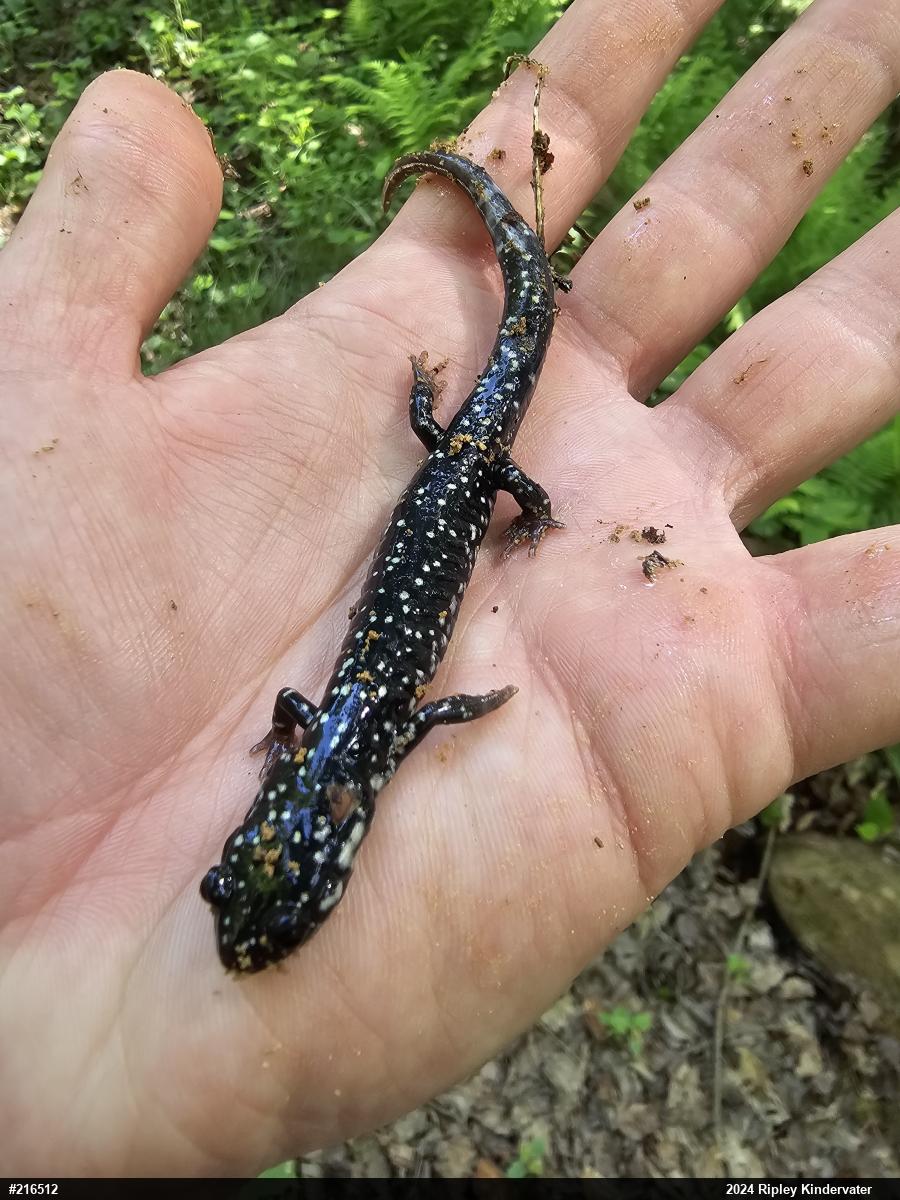 Northern Slimy Salamander