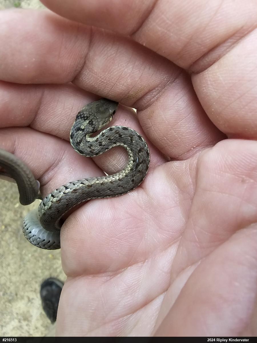 Eastern Gartersnake
