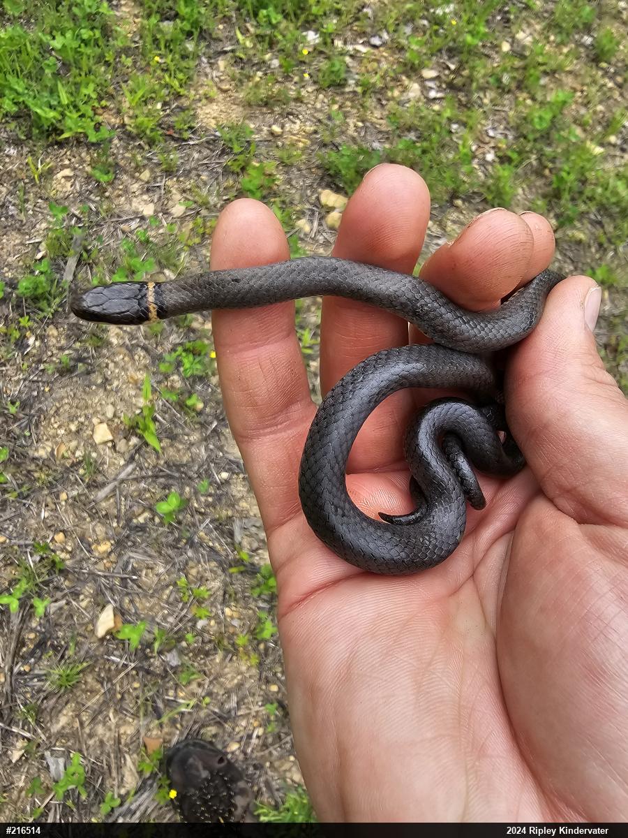 Northern Ring-necked Snake