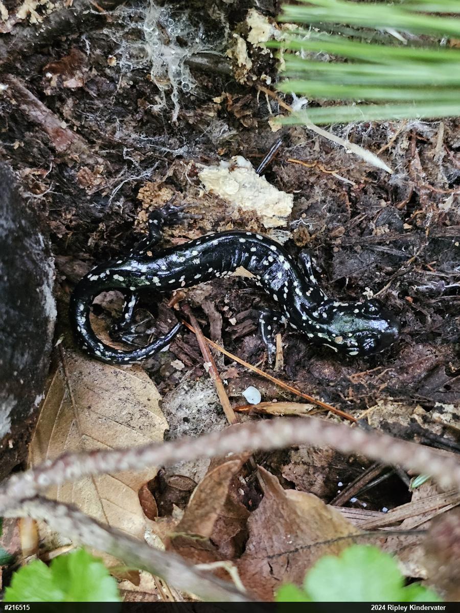 Northern Slimy Salamander