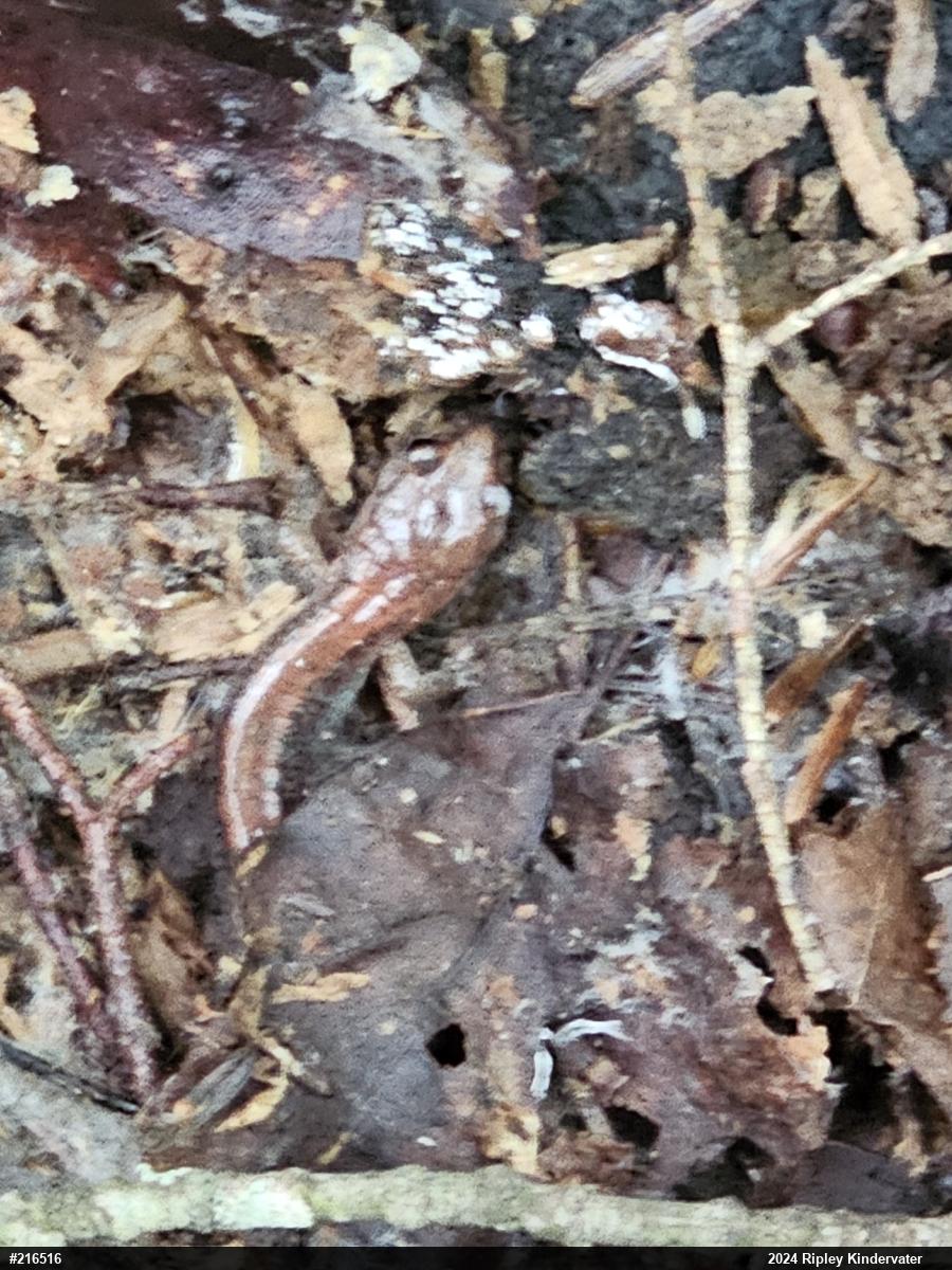 Eastern Red-backed  Salamander
