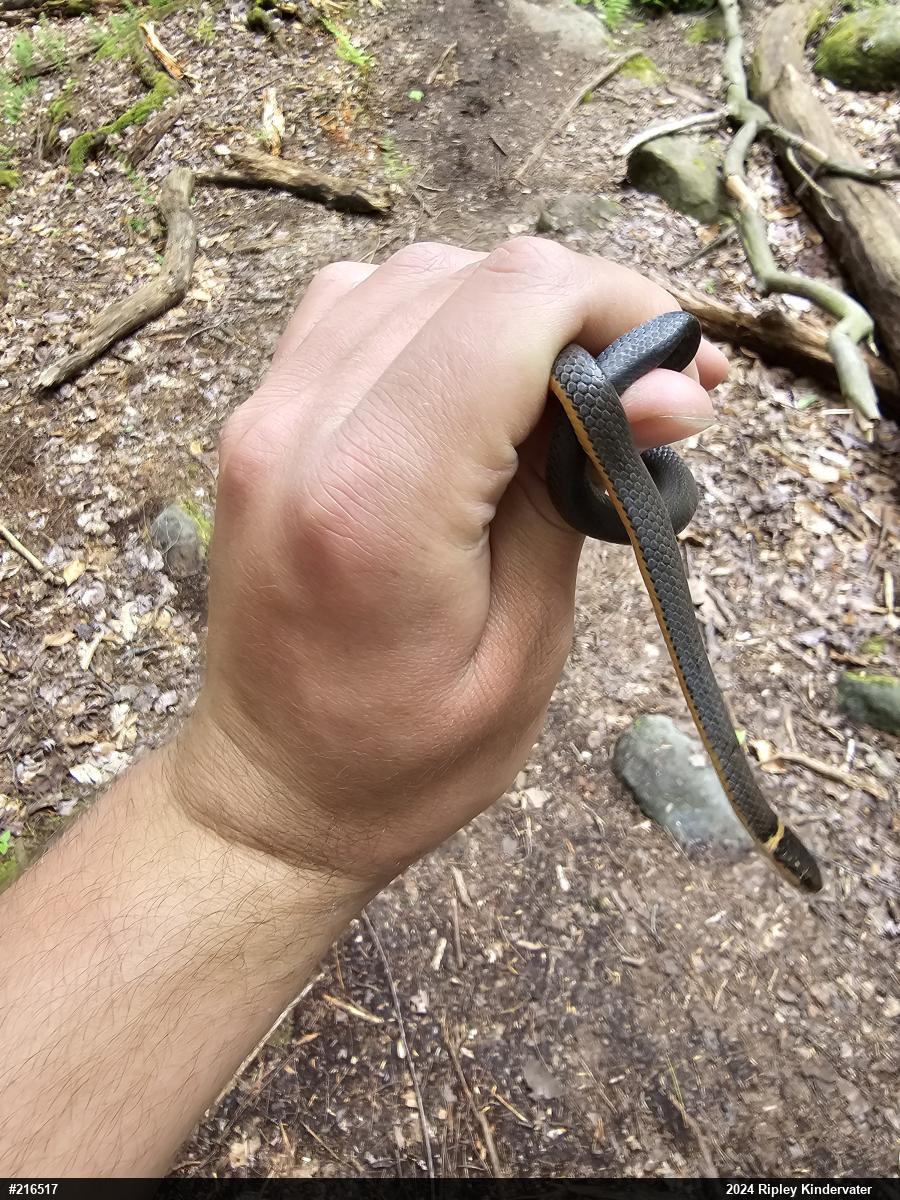 Northern Ring-necked Snake