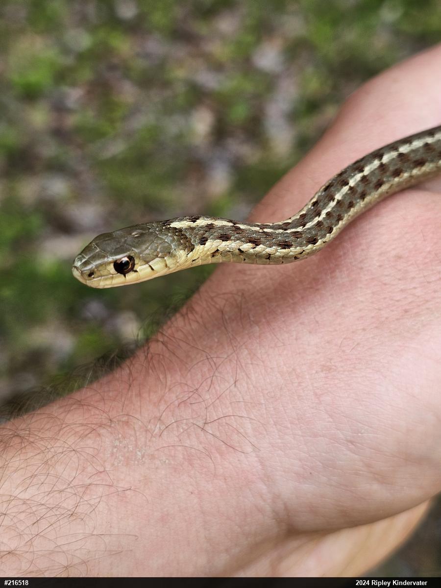 Eastern Gartersnake