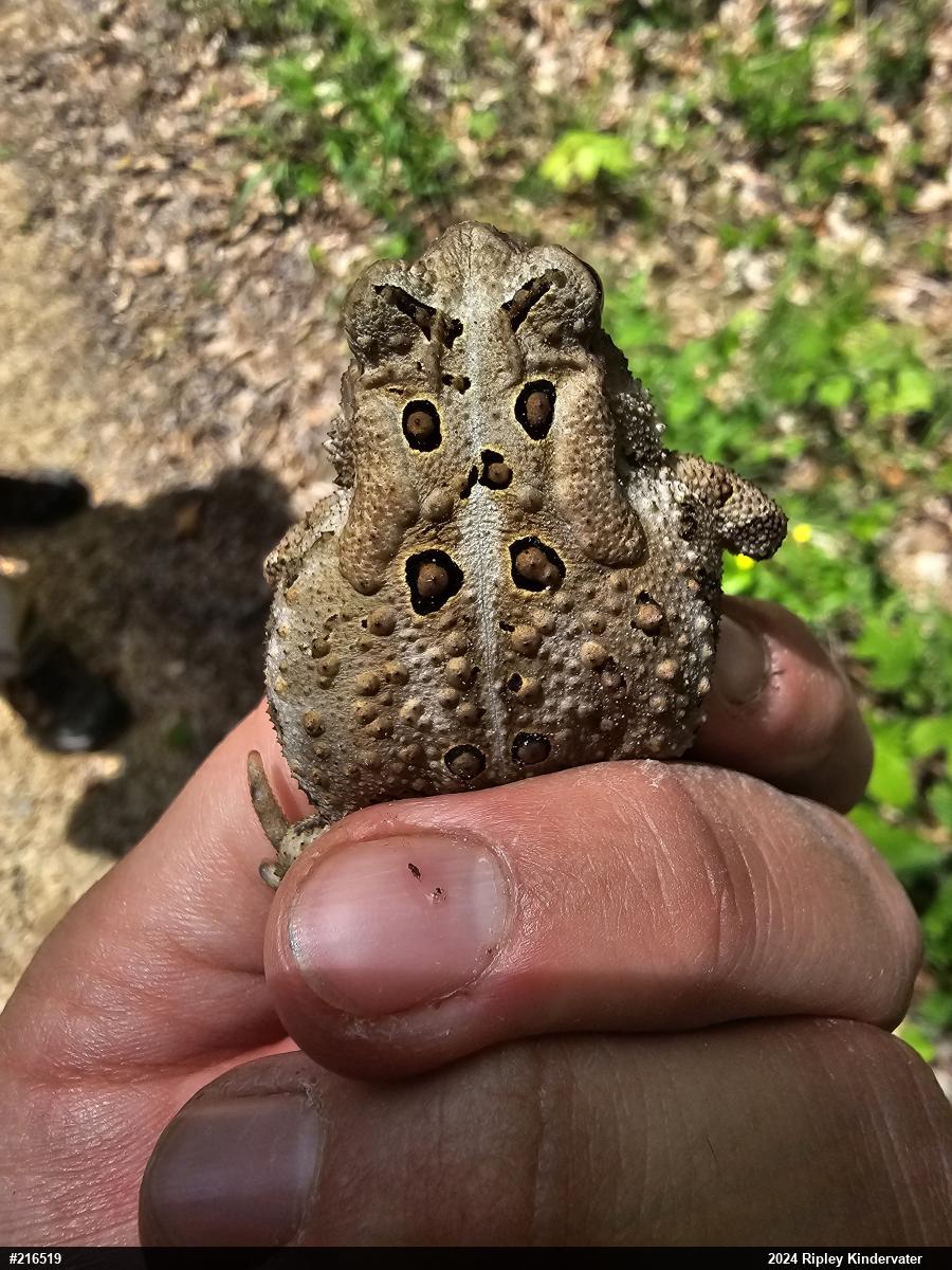Eastern American Toad
