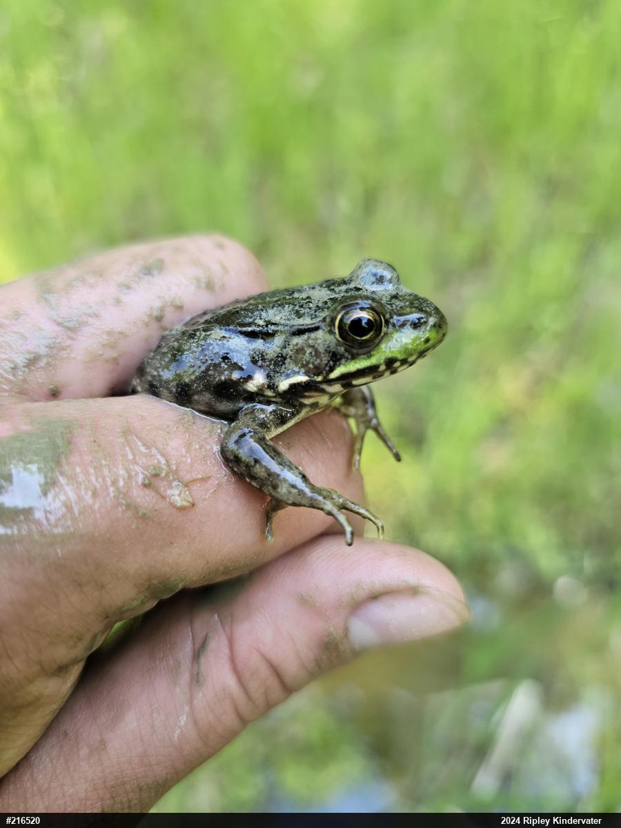 Green Frog