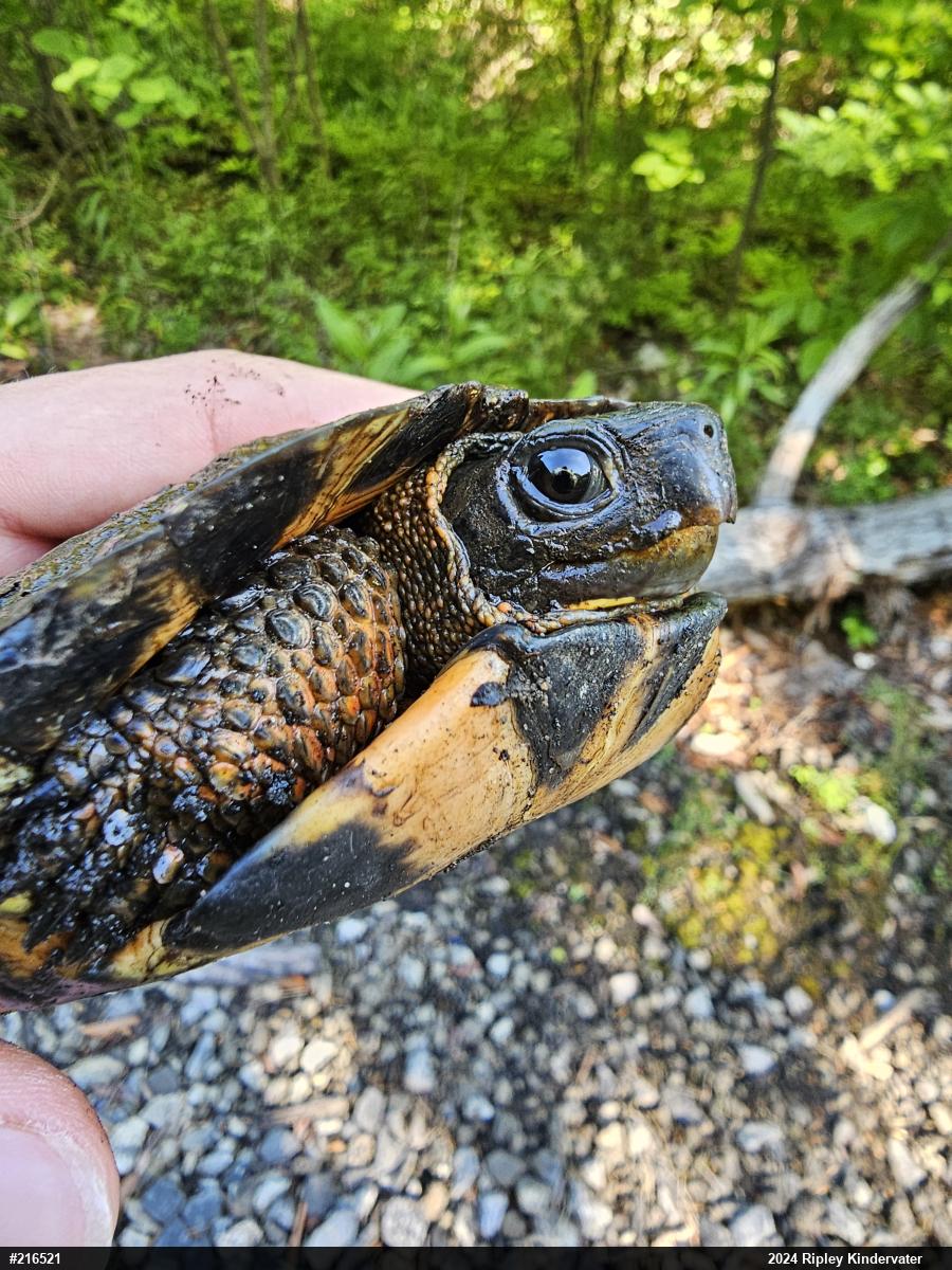 Wood Turtle