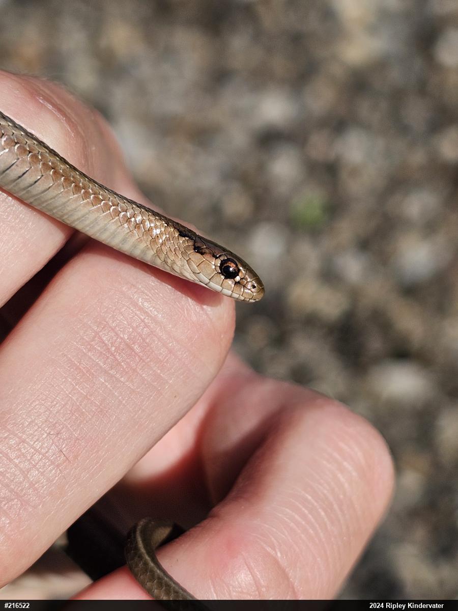 Shorthead Gartersnake