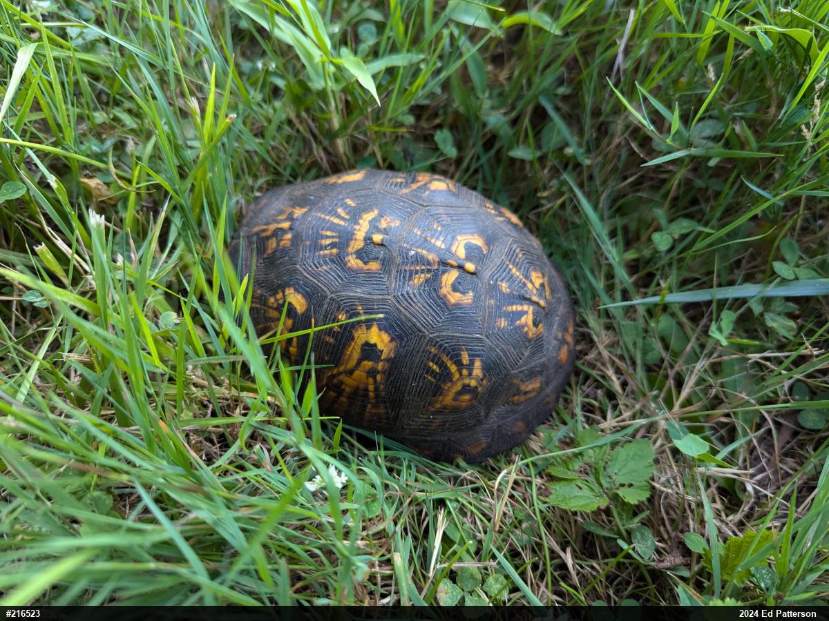 Eastern Box Turtle
