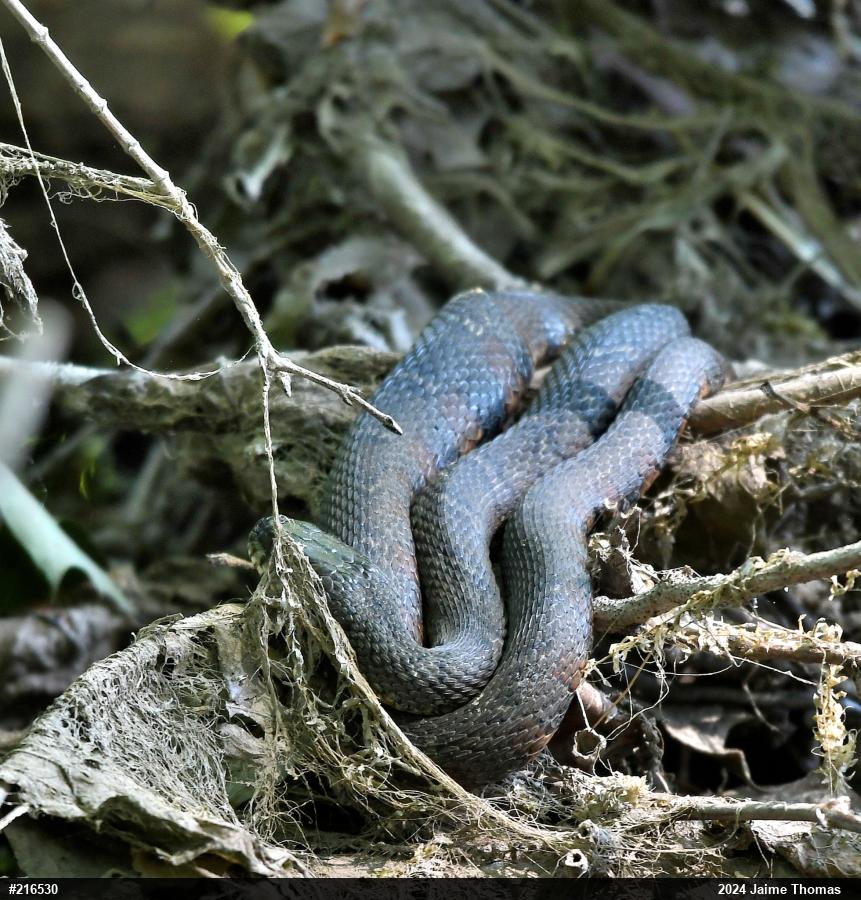 Northern Watersnake