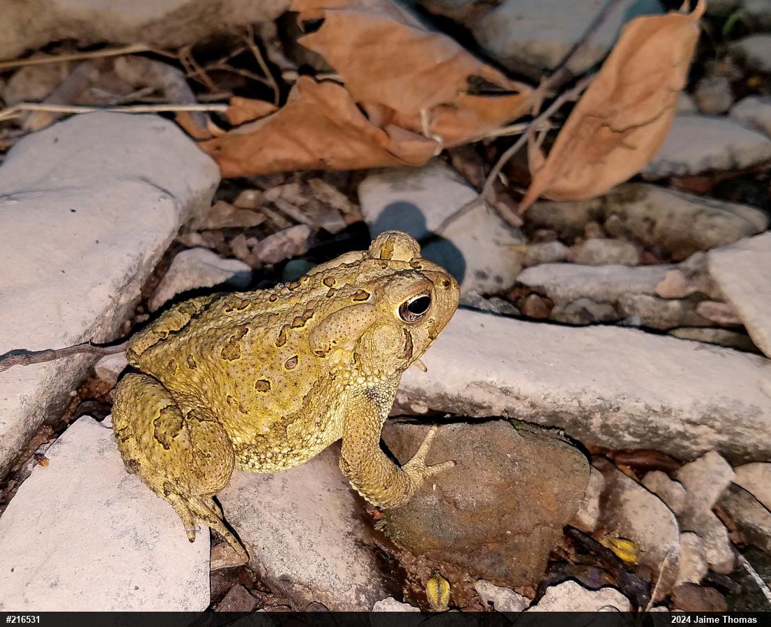 Fowler's Toad