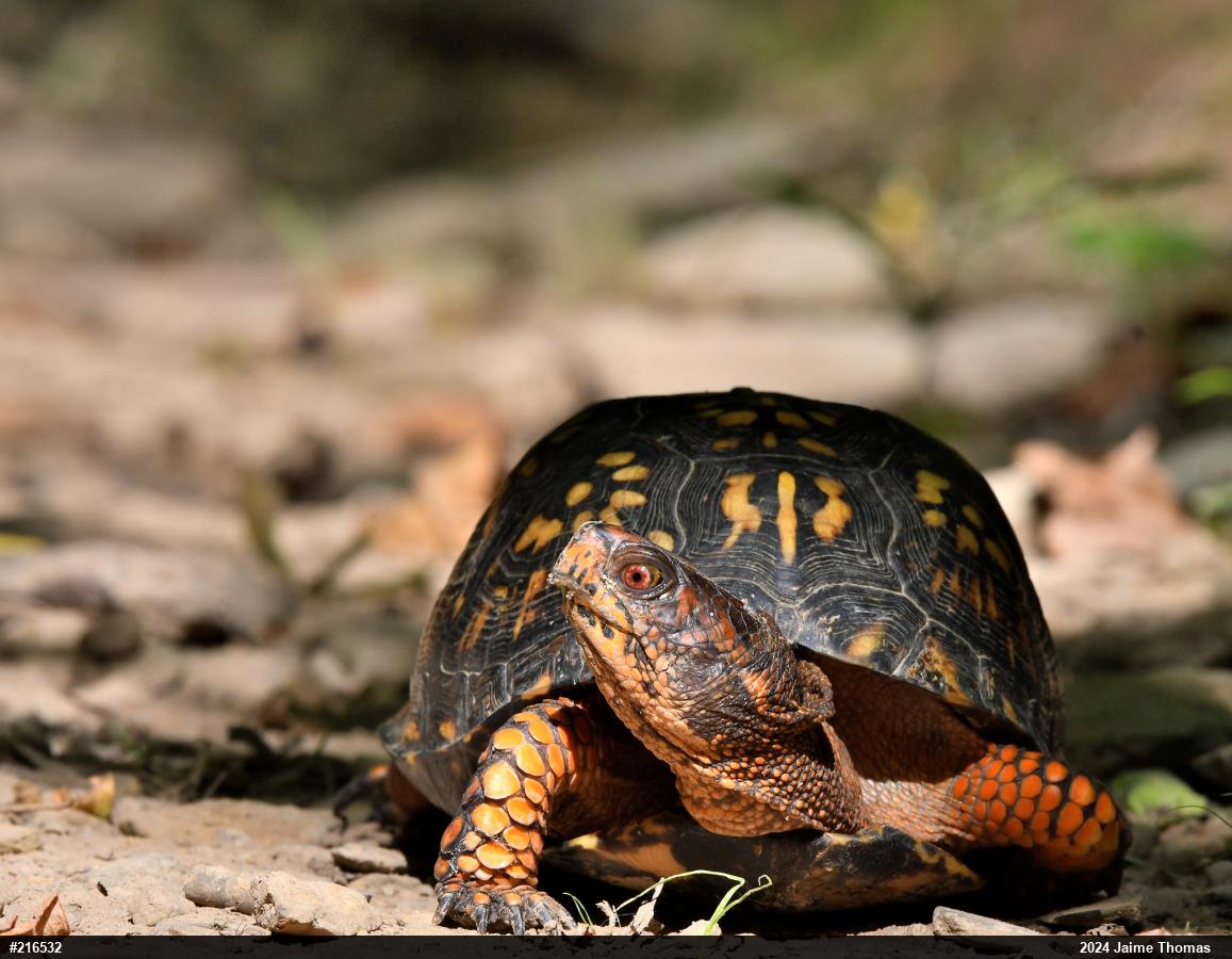 Eastern Box Turtle