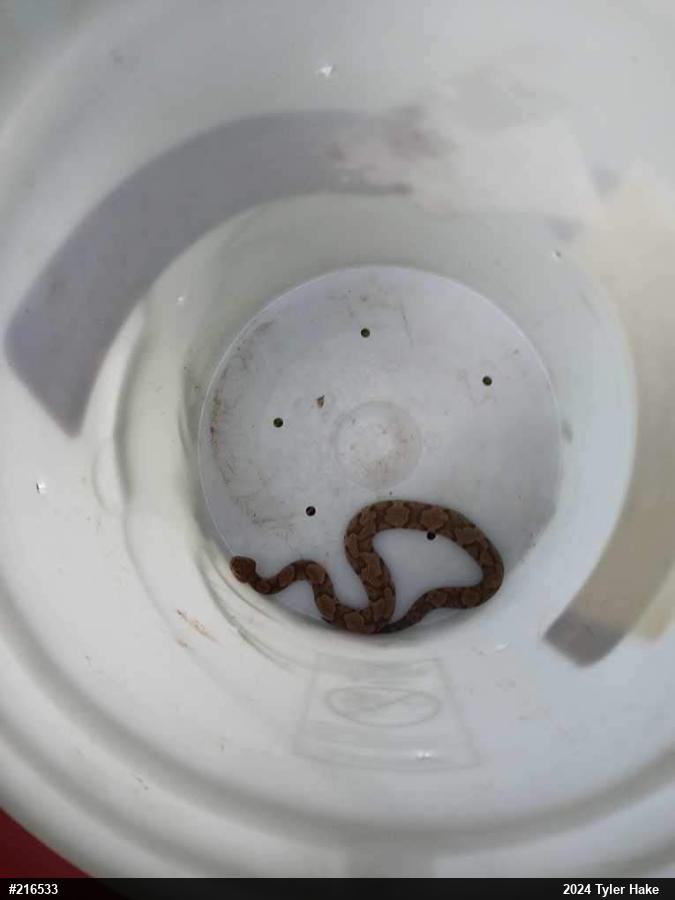 Northern Copperhead