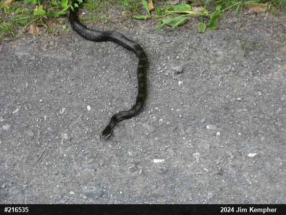 Eastern Ratsnake