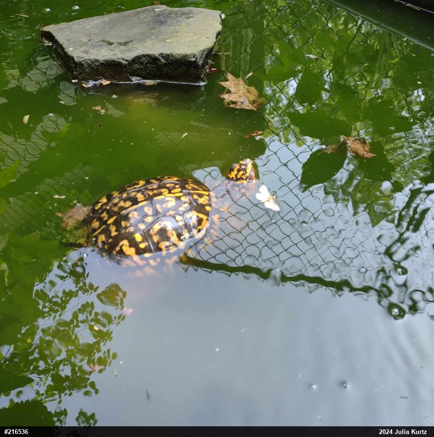 Eastern Box Turtle