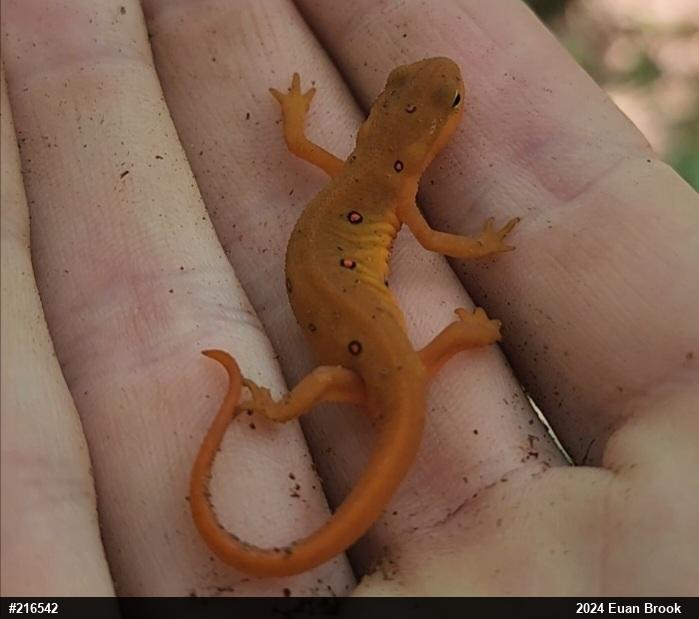Red-spotted Newt