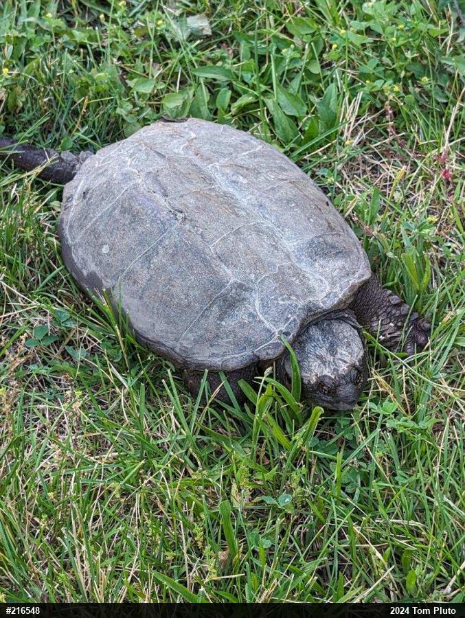 Snapping Turtle