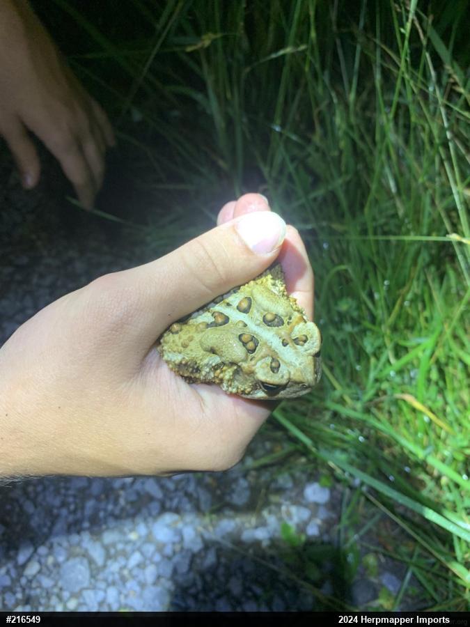 Eastern American Toad