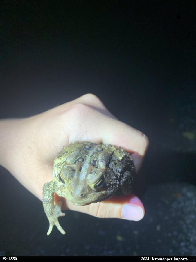 Eastern American Toad