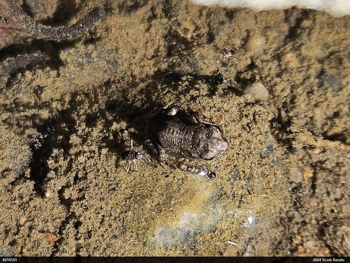 Eastern American Toad