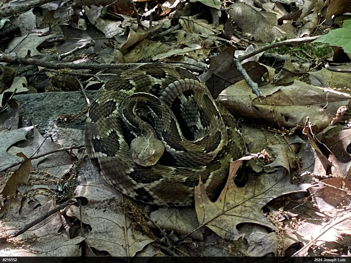 Timber Rattlesnake