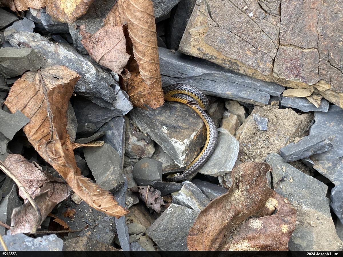 Northern Ring-necked Snake
