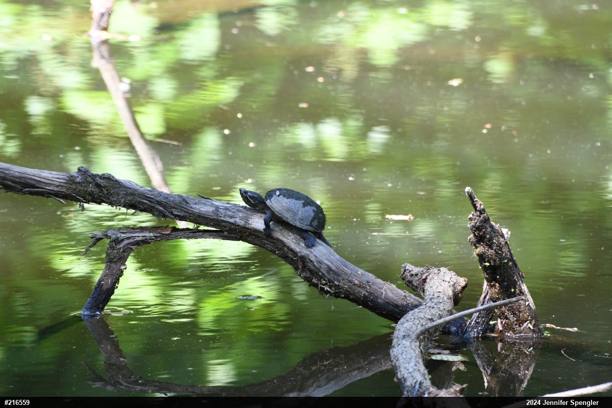 Eastern Musk Turtle