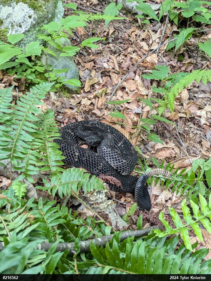 Timber Rattlesnake