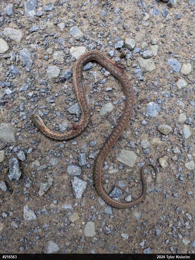 Eastern Gartersnake