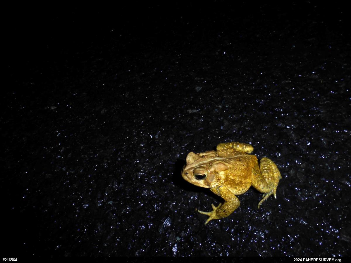 Eastern American Toad
