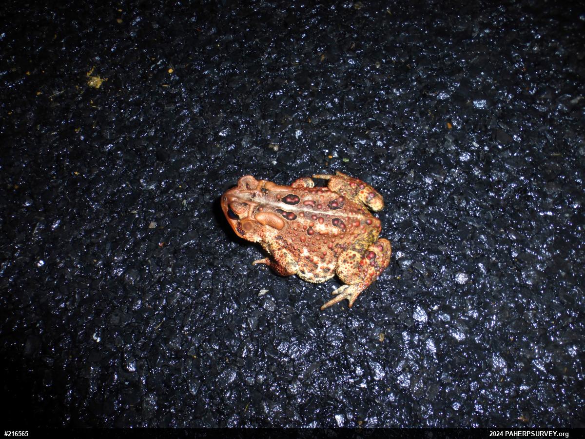 Eastern American Toad