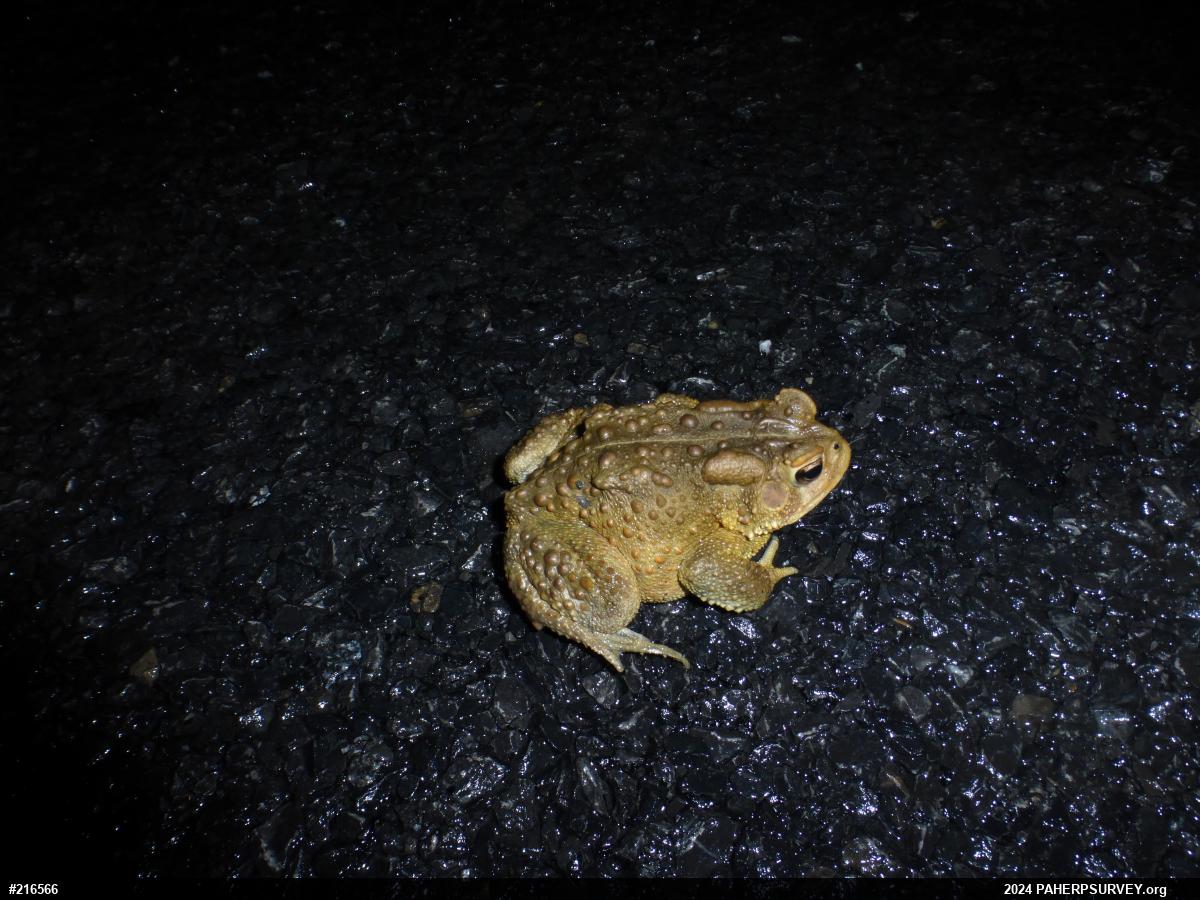Eastern American Toad