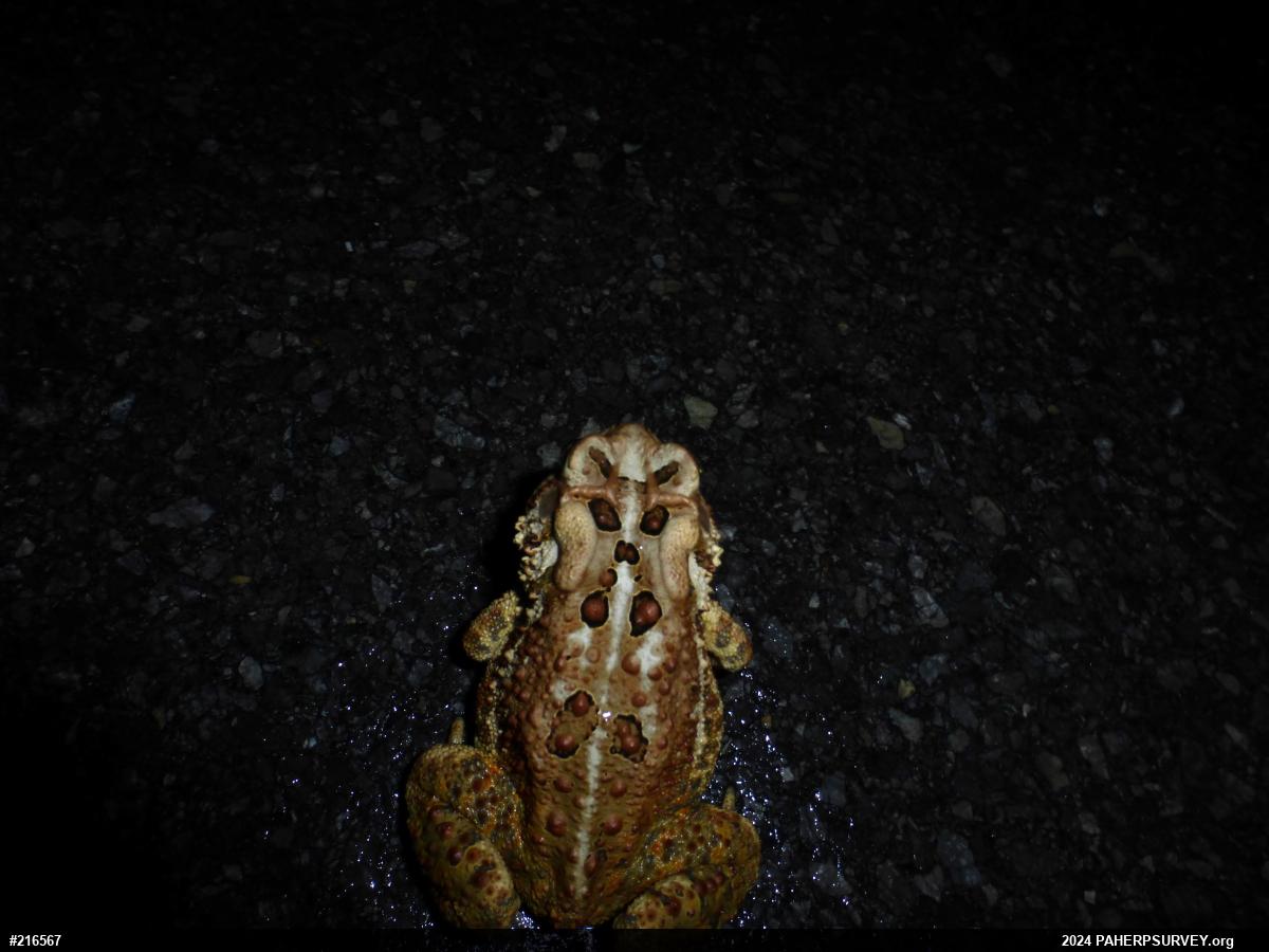 Eastern American Toad