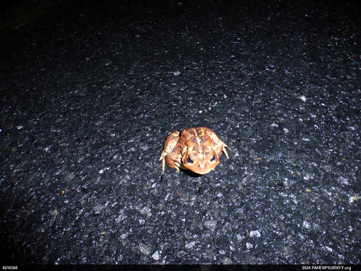 Eastern American Toad