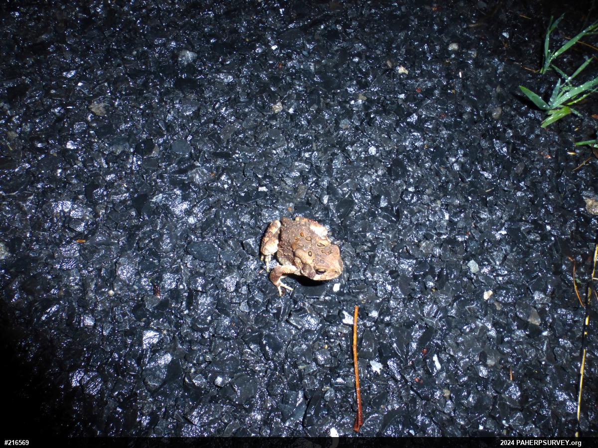 Eastern American Toad