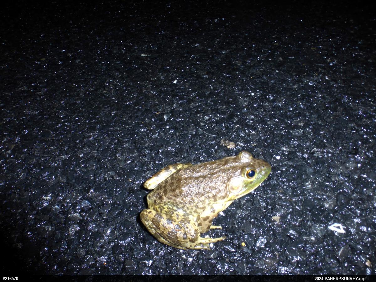 American Bullfrog