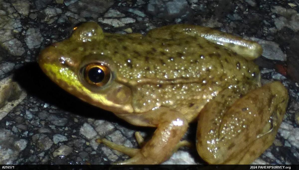 Green Frog