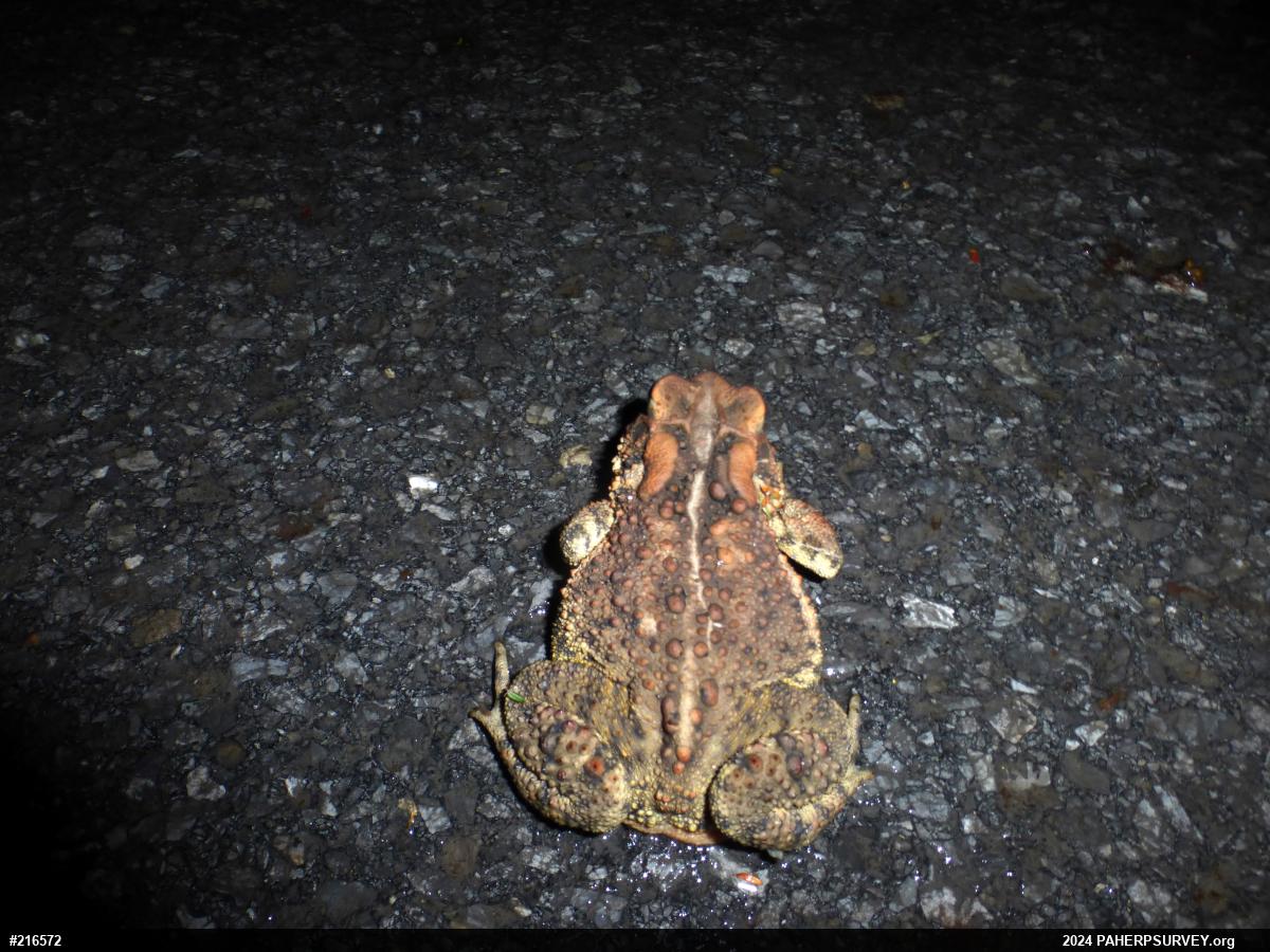 Eastern American Toad