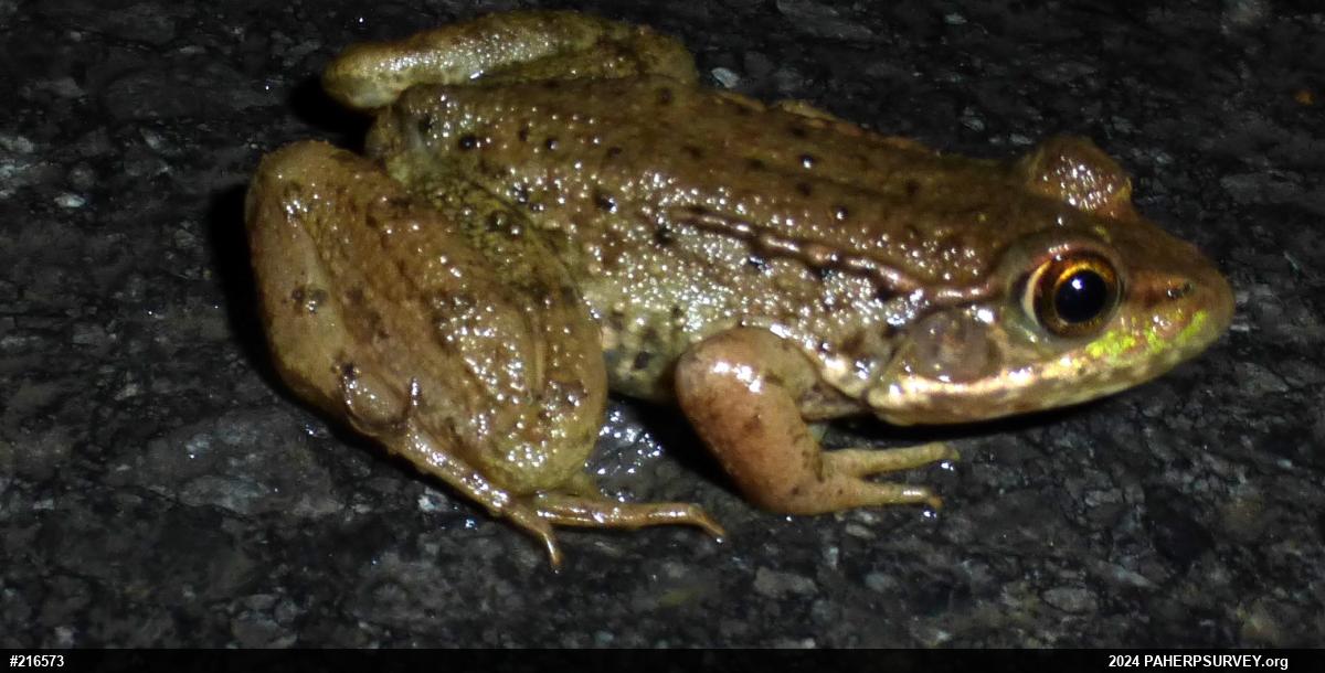 Green Frog
