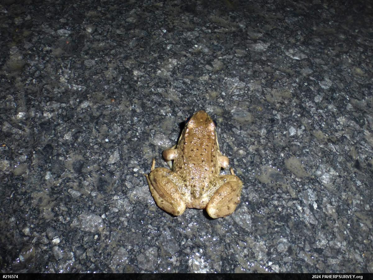 Green Frog