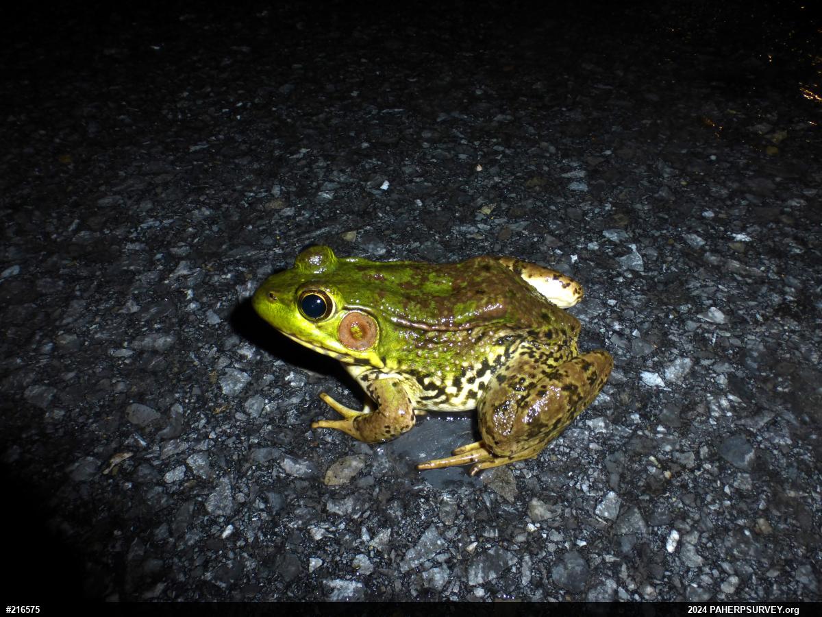 Green Frog
