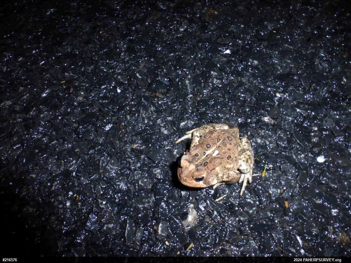 Eastern American Toad
