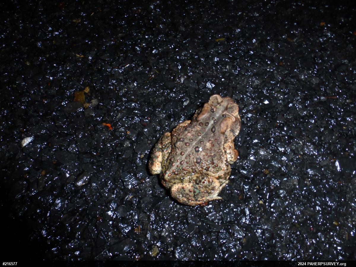 Eastern American Toad